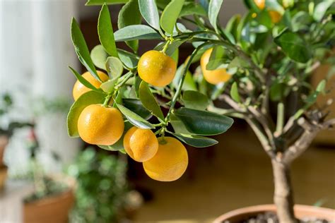 signs of indoor citrus trees